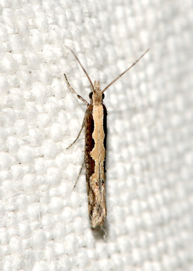 Varianti (probabilmente) di Plutella xylostella